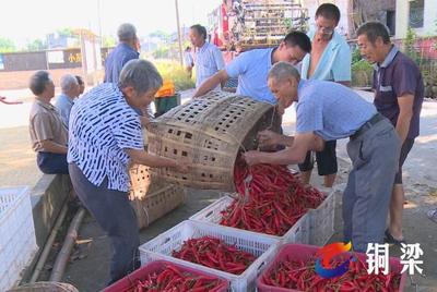 铜梁华兴镇:抓住产业发展“牛鼻子” 走出脱贫致富新路子