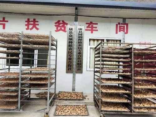 同润种植农民专业合作社联合社 抱团发展,促农增收