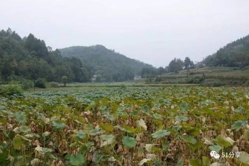 农副产品和土特产购销专栏
