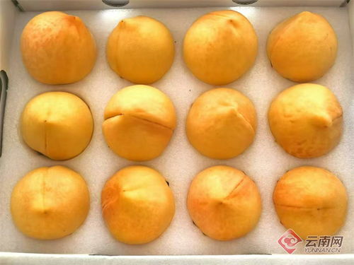 今日开展 4600余种云南 土特产 亮相第七届上海市对口地区特色商品展销会